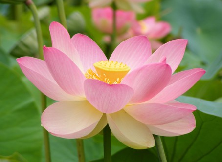 Qigong & Meditation